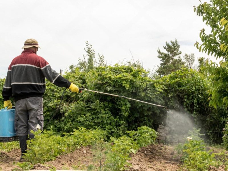 Technician spraying the perimeter of a UAE villa garden against summer insects and pests