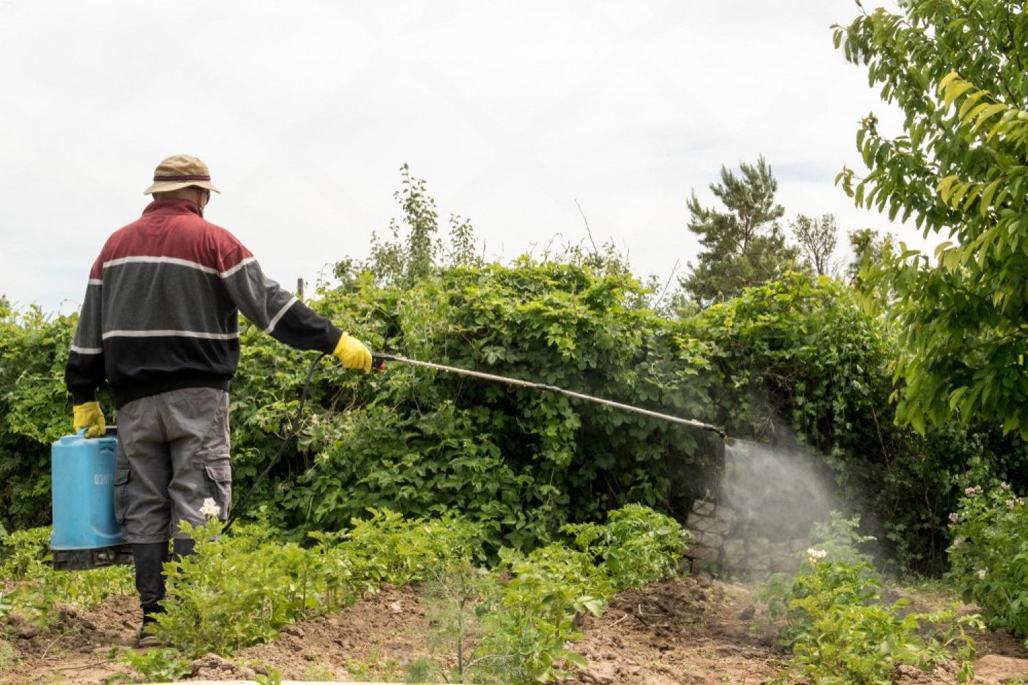Technician spraying the perimeter of a UAE villa garden against summer insects and pests