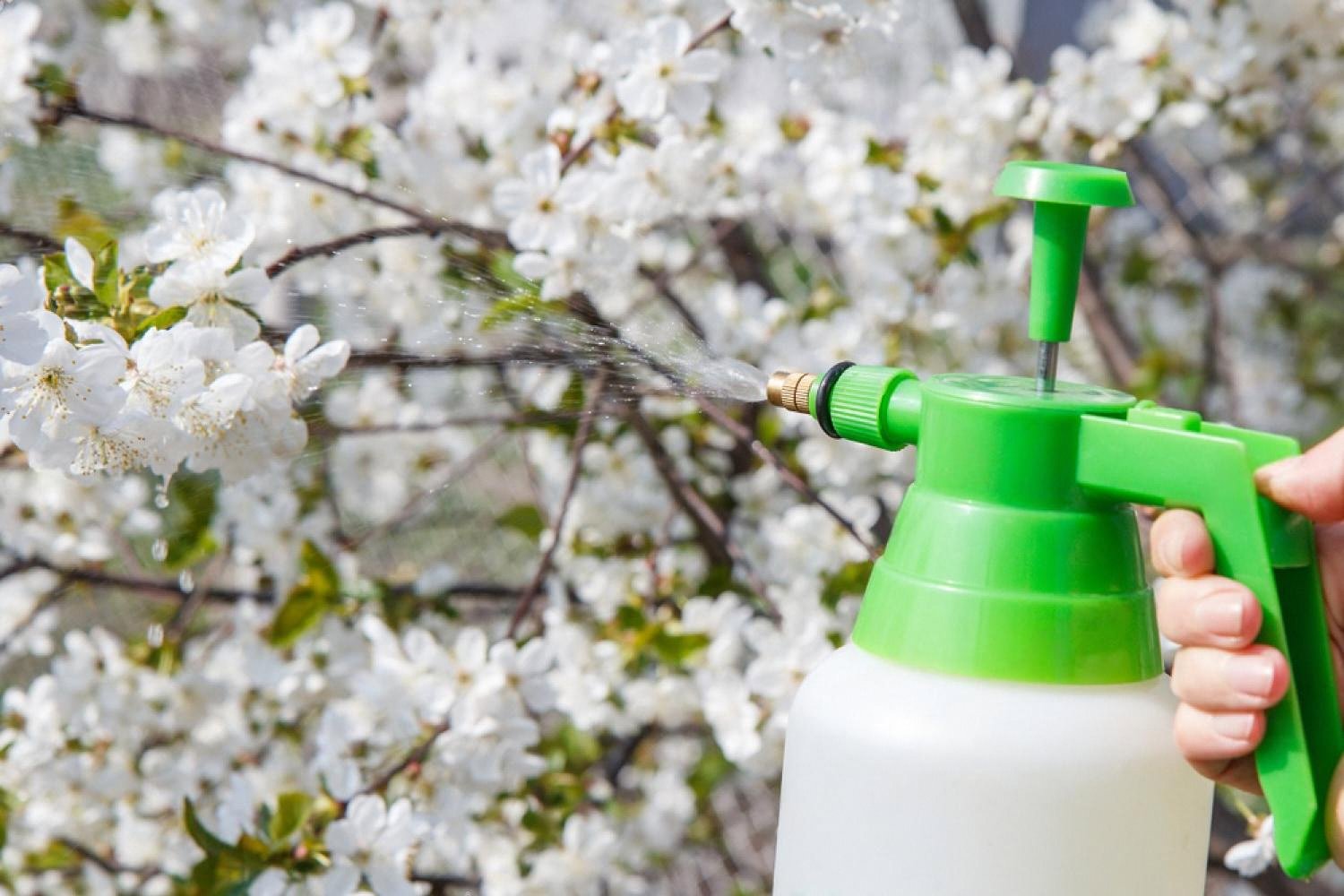 Hand-held sprayer treating blossoming trees around a villa garden to prevent seasonal pests